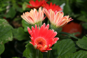 Foto von Blumenhaus/Gartengestaltung Buttinger Foto von Blumenhaus/Gartengestaltung Buttinger