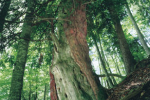 Foto von Österreichische Bundesforste Foto von Österreichische Bundesforste