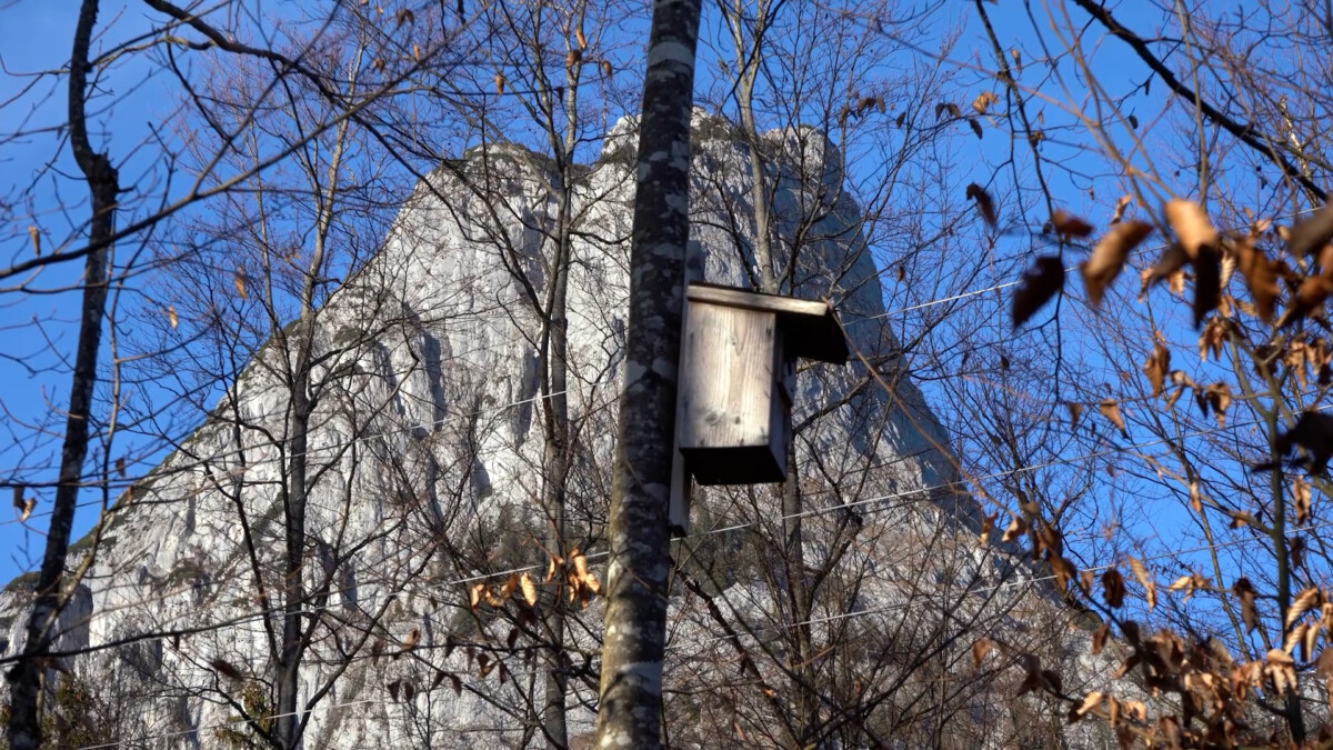 Nistkästen bauen