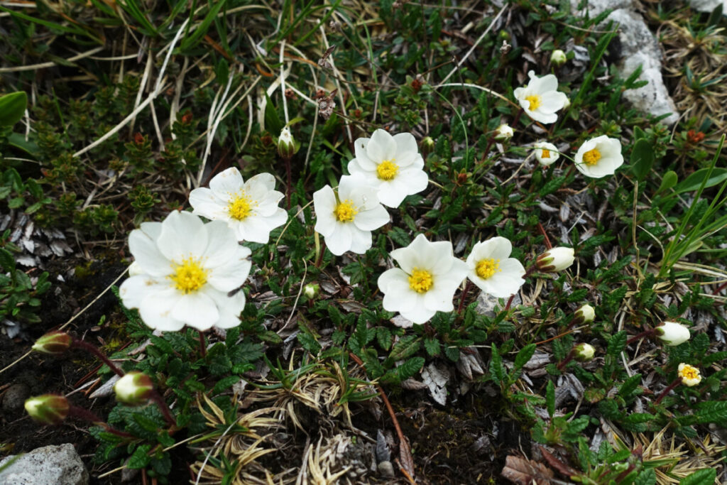 Dieses Bild hat ein leeres Alt-Attribut. Der Dateiname ist Silberwurz_c_LudwigPuermayr-1024x683.jpg
