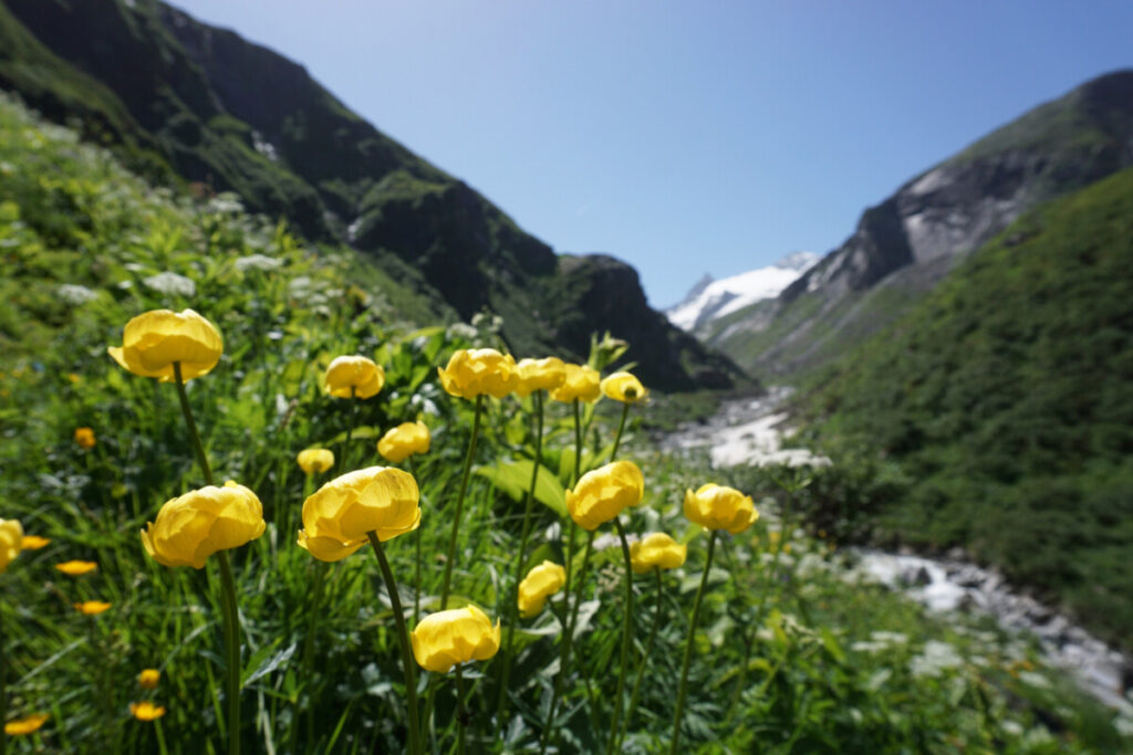 Dieses Bild hat ein leeres Alt-Attribut. Der Dateiname ist Trollblume_c_VictoriaHaider-1024x683.jpg