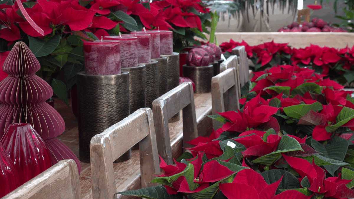 Die Pflege von Weihnachtsstern und Schneerosen