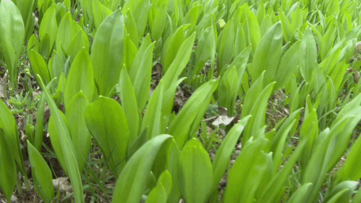Bärlauch - Verwechslungsgefahr