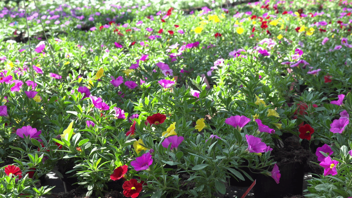 Was ist im Garten im Frühling zu tun?